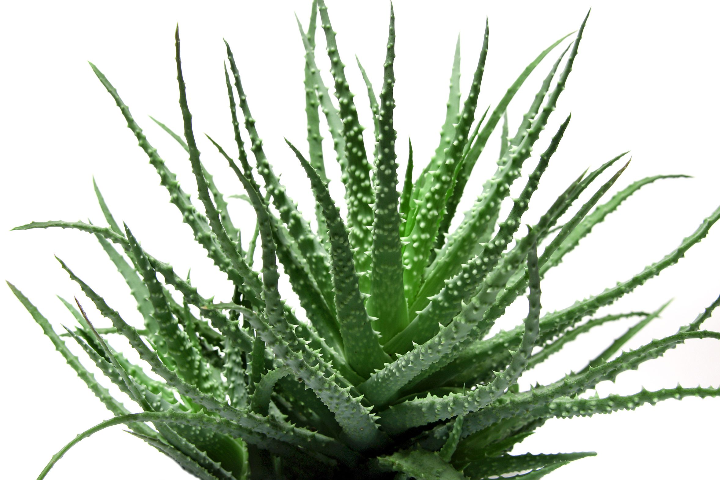  aloe-vera